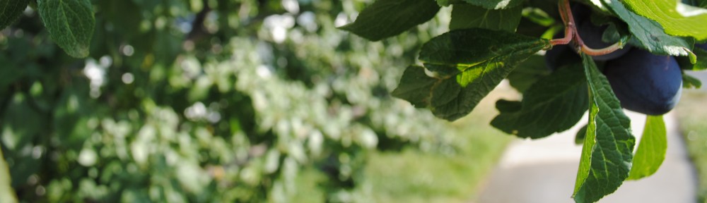 Or would you call them bushes? ..shrubs? Another shot of the plum trees